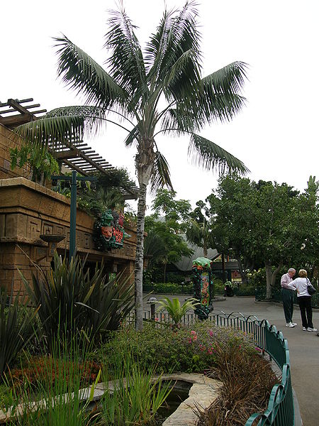 File:Howea Disney 1.JPG