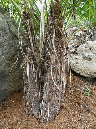 Dypsis firbrosus trunks.JPG