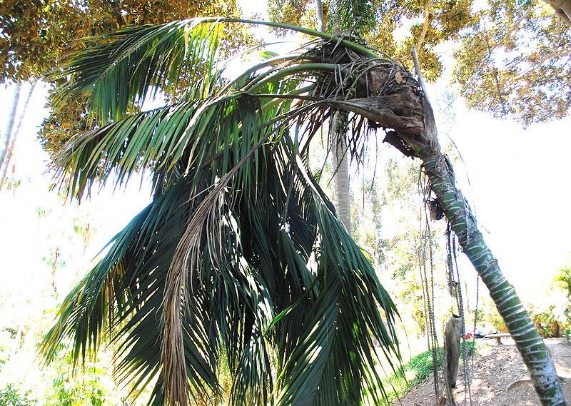 File:Howea leaner closer.JPG