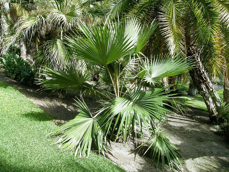 File:Brahea pimo again.JPG