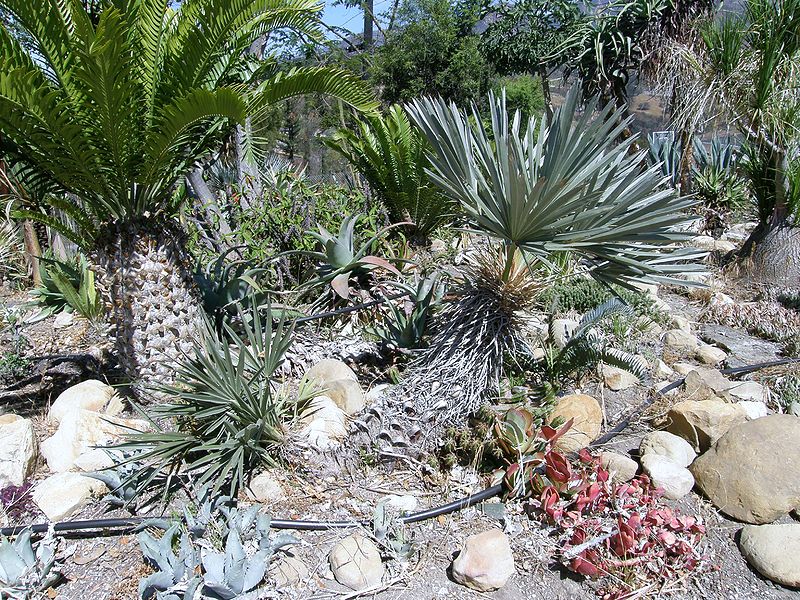 File:Trithrinax campestris chem.JPG