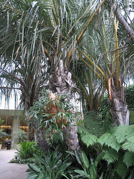 File:Jubaeaopsis BHilton close up.JPG