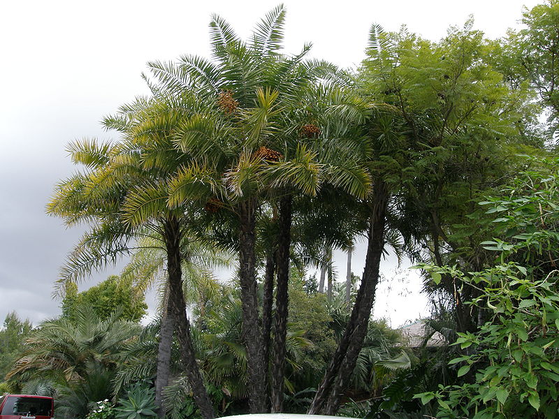 File:Phoenix reclinata 2 Ha.JPG