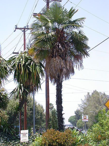 File:Trachycarpus Studio City.jpg