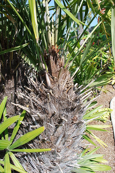 File:Rhapidophyllum trunk top SG.JPG