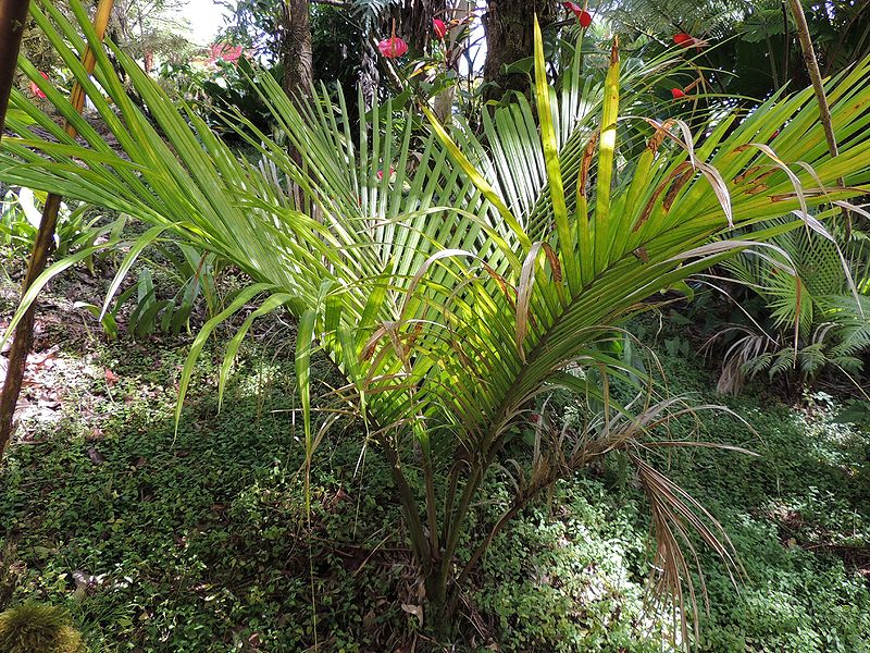 File:RHopalostylis sapida front P.jpg