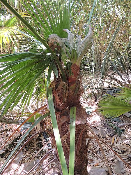 File:Trachycarpus latisectus weird.jpg