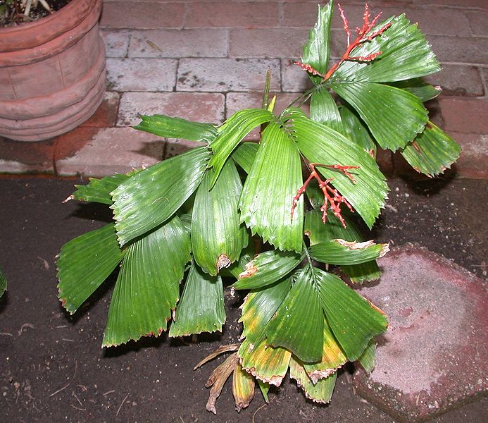 File:Reinhardtia gracilis Hooper.jpg