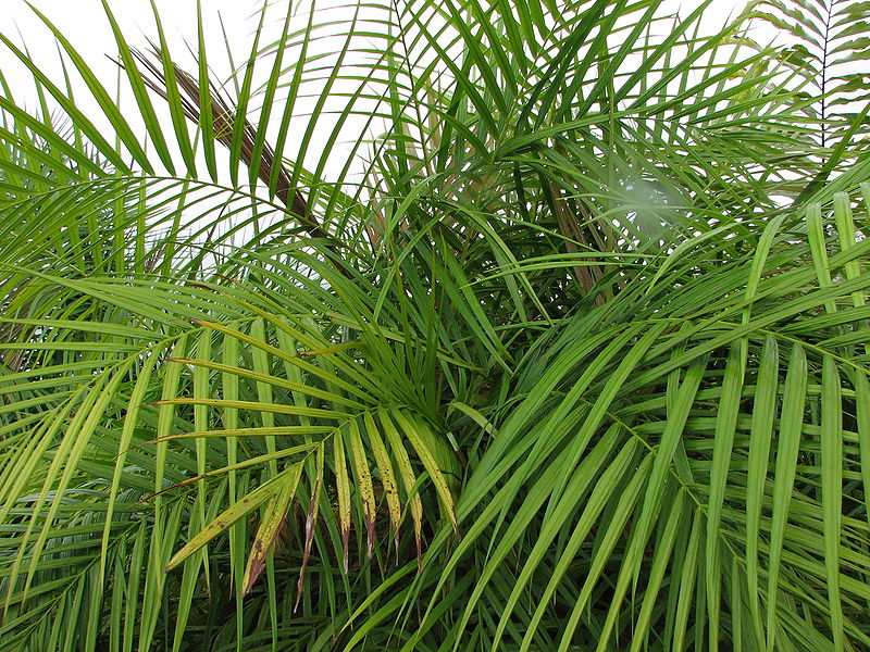 File:Dypsis utilis leaves.jpg