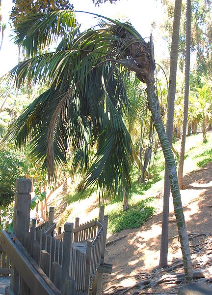 File:Howea leaner Balboa.JPG