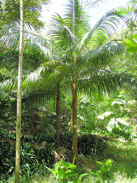File:Acanthophoenix rubras.JPG