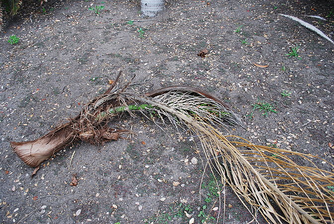 Acrocomia fallen leaf.jpg