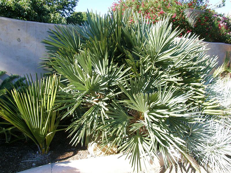 File:Trithrinax campestris Lai.JPG