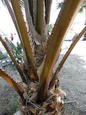 Livistona drudei leaf bases.JPG