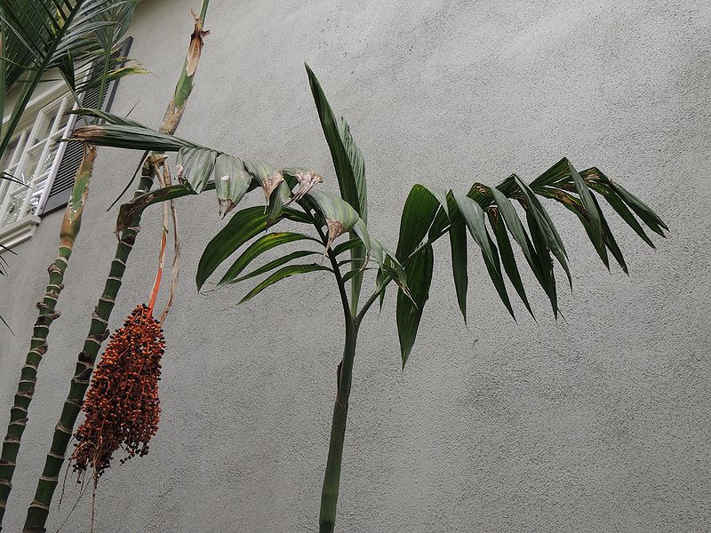 File:Areca triandra crown K.jpg