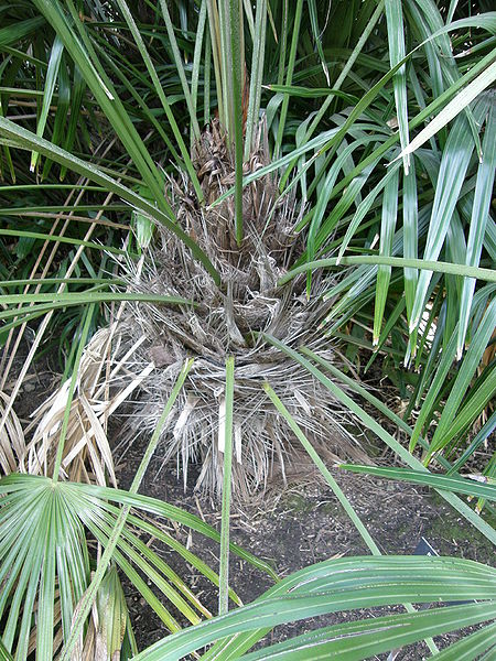 File:Rhapidophyllum base again.JPG