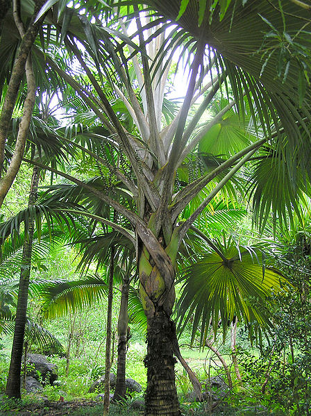 File:Latania lontaroides Waimea.JPG