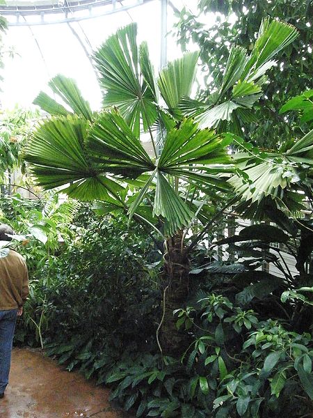 File:Licuala ramsayi again.JPG