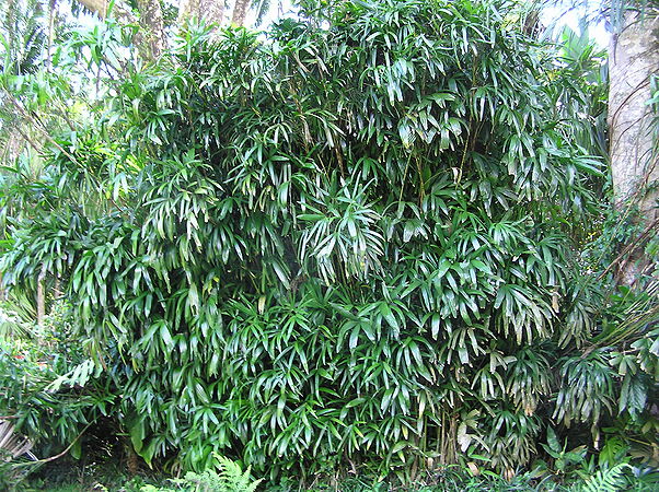 Rhapis subtilis better.JPG