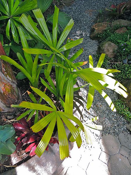 File:Licuala ramsayi 3 Jim.jpg