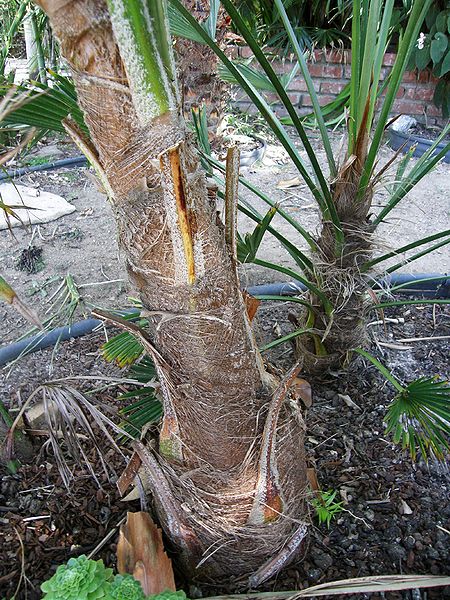 File:Trachycarpus latisecutus trunk.JPG
