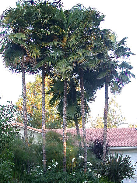 File:Trachycarpus without fuzz Encino.jpg