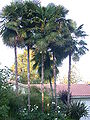 Thumbnail for version as of 15:55, 26 August 2014