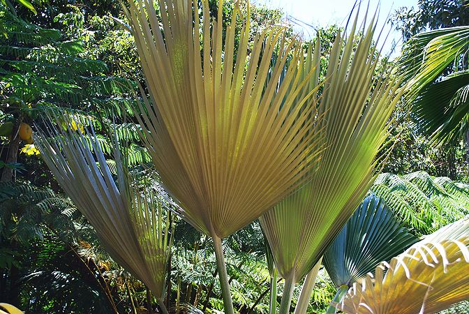Pritchardia martii leaves nice.JPG