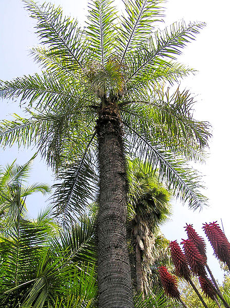 File:Acrocomia totai LL.JPG