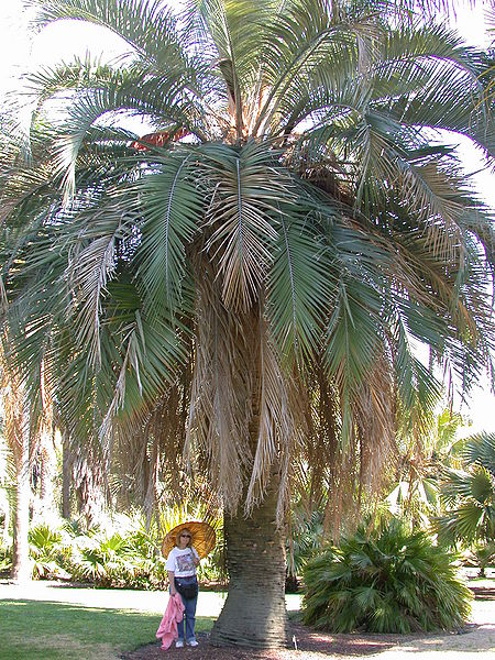 File:Butia X Jubaea Huntington.jpg