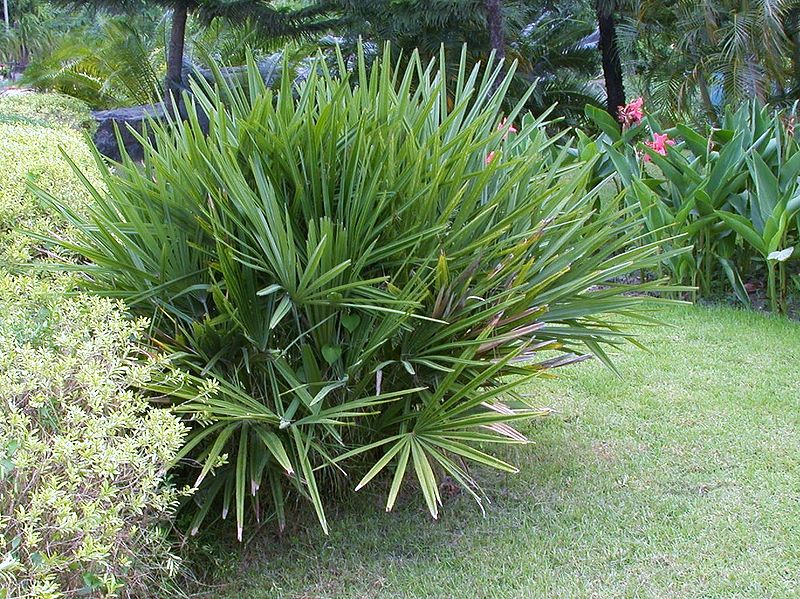 File:RhapidophNN.JPG