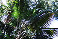 Thumbnail for version as of 20:42, 26 August 2014