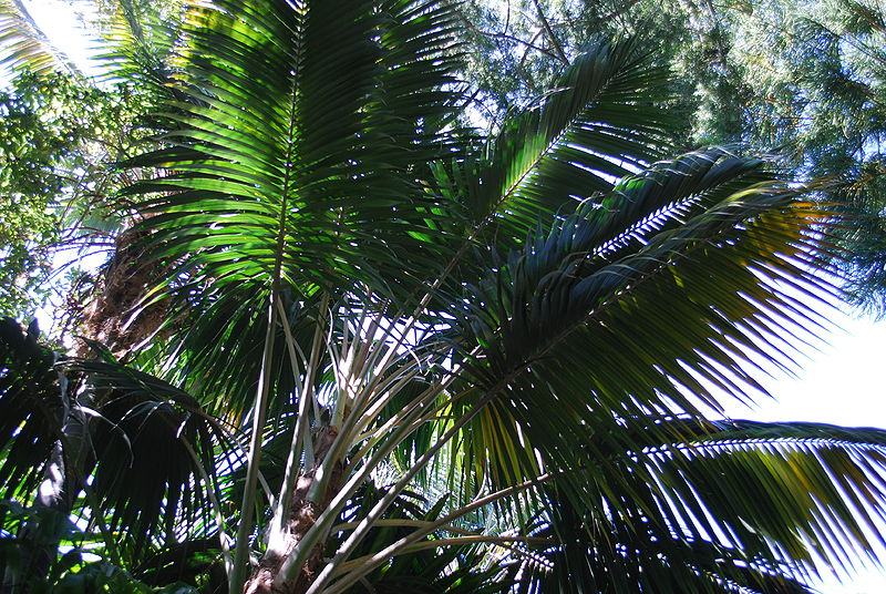 File:HOwea leaves.JPG