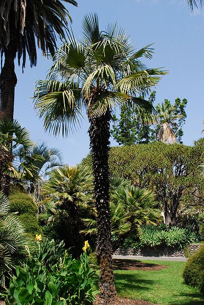 File:Trithrinax brasiliense H 3.jpg