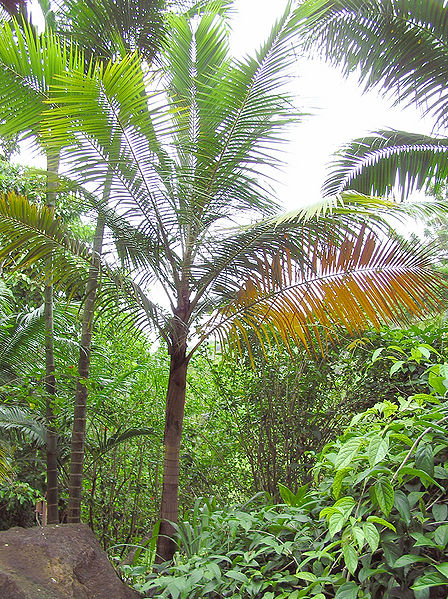 File:Acanthophoenix rubra 1.JPG