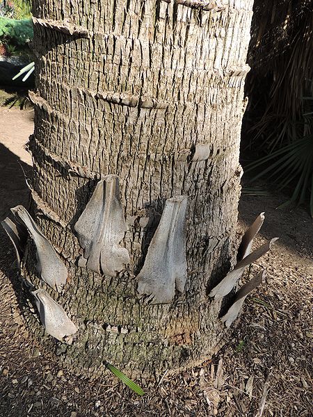 File:Livistona nitida trunk base.jpg