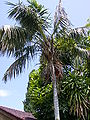 Thumbnail for version as of 20:40, 26 August 2014