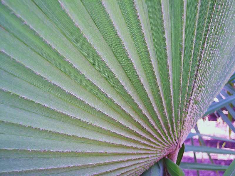 File:Brahea pimo underside leaf.jpg