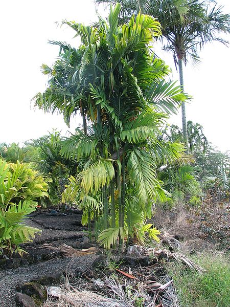 File:Areca triandras HU.jpg