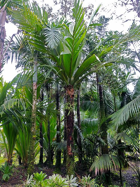 File:Marojejya tall L.jpg