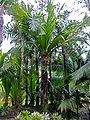 Thumbnail for version as of 19:27, 7 October 2014