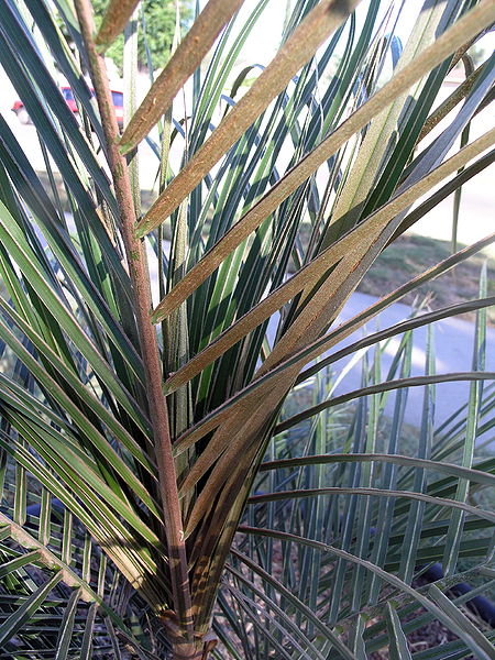 File:Parajubaea sunkha undersdie.JPG