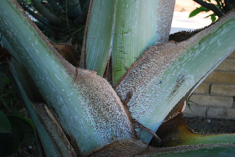 File:Bismarckia leaf bases.JPG