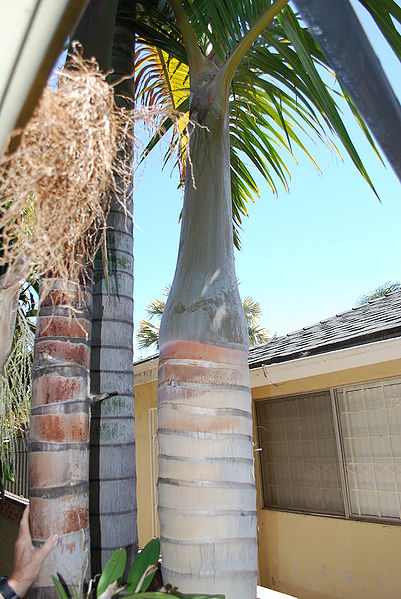 File:Hyophorbe trunks 3.JPG