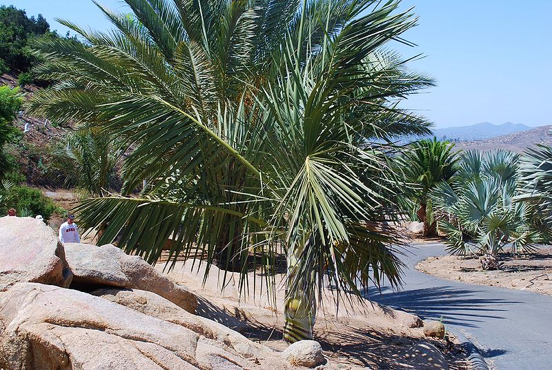 File:Dypsis decipiens gary.JPG