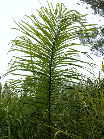 Acrocomia mexicana leaf 3.JPG