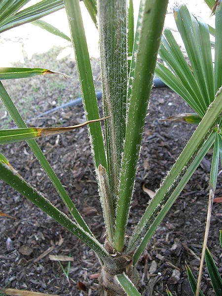 File:Trachycarpus latisectus petioles better.JPG