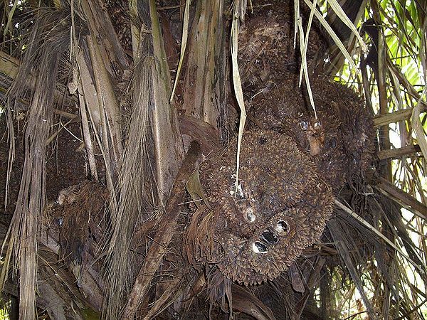 Phytelephas aequatorialis Palmpedia Palm Grower's Guide