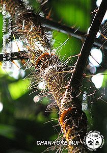 Daemonorops-macrophylla---Thorn(ii).jpg