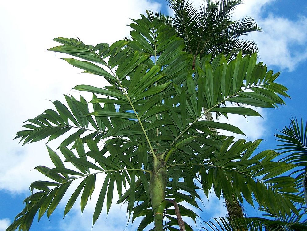 Dypsis hiarakae Palmpedia Palm Grower's Guide